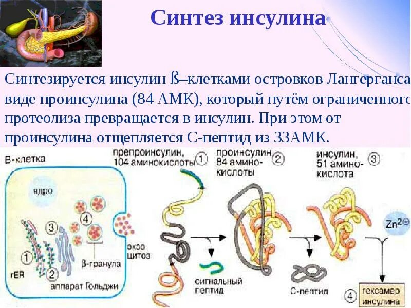 Этапы синтеза инсулина. Схема образования инсулина. Инсулин, этапы синтеза инсулина. Схема строения инсулина биохимия. Участвует в синтезе инсулина