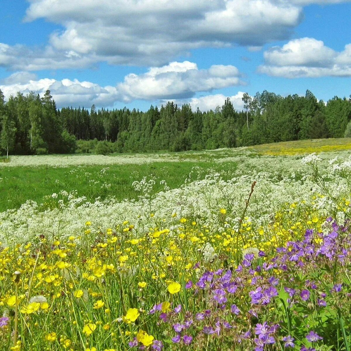 Спокойно луг. Луга России. Красивые Луга. Цветущие Луга. Летний луг.