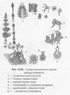 Цикл хвоща схема