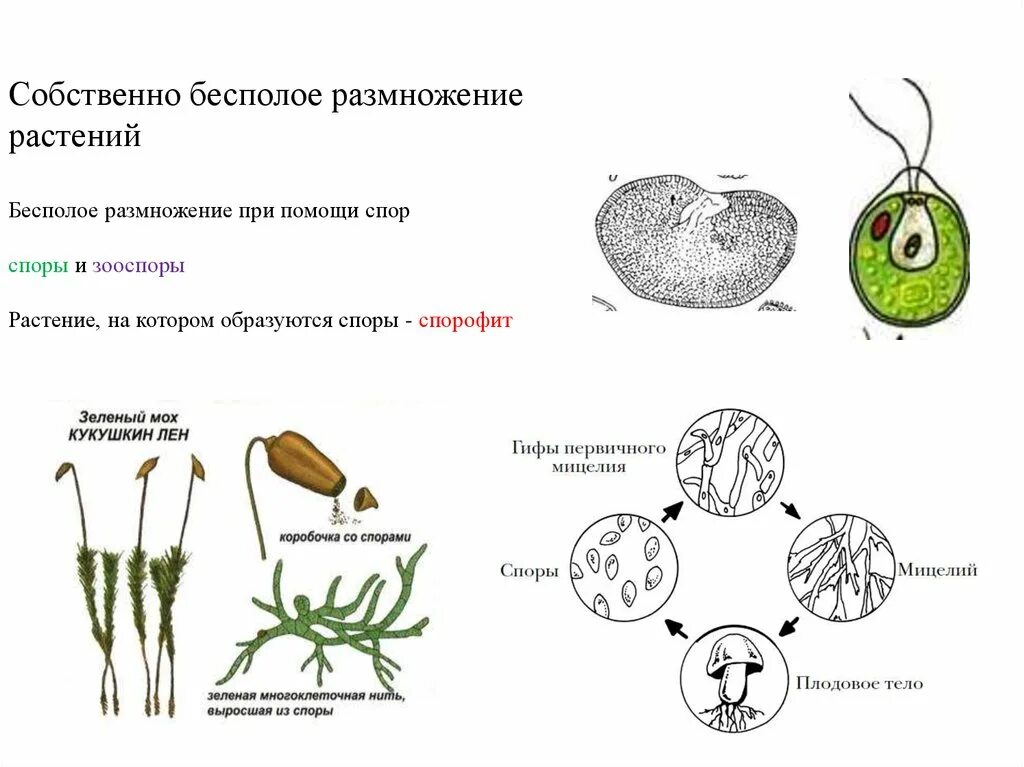 Какие способы размножения растений вы наблюдали. Бесполое размножение растений спорообразование. Схема бесплодного размножения растений. Вегетативное размножение растений спорами. Размножение растений схема.