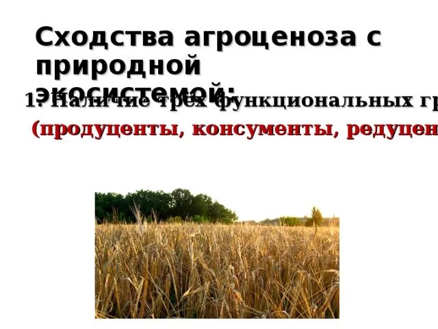 Продуценты агроценоза