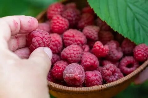 Малина сладкая малина слушать