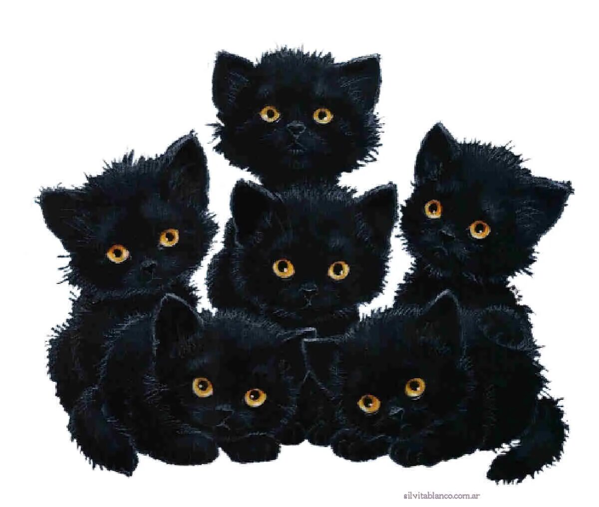 Картинки кошек. Чёрный кот. Котята. Три кошки.