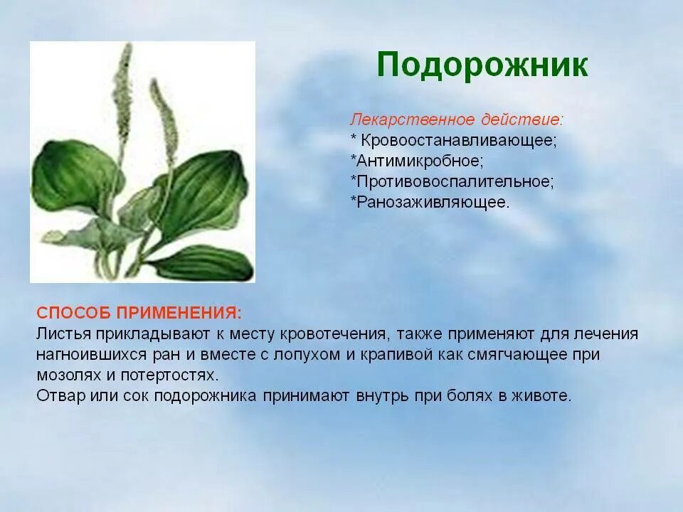 Как сделать подорожник. Лечебные травы подорожник. Лекарственные растения подорожник лекарственный. Подорожник целебные свойства растения. Подорожник лечебные подорожник лечебные.