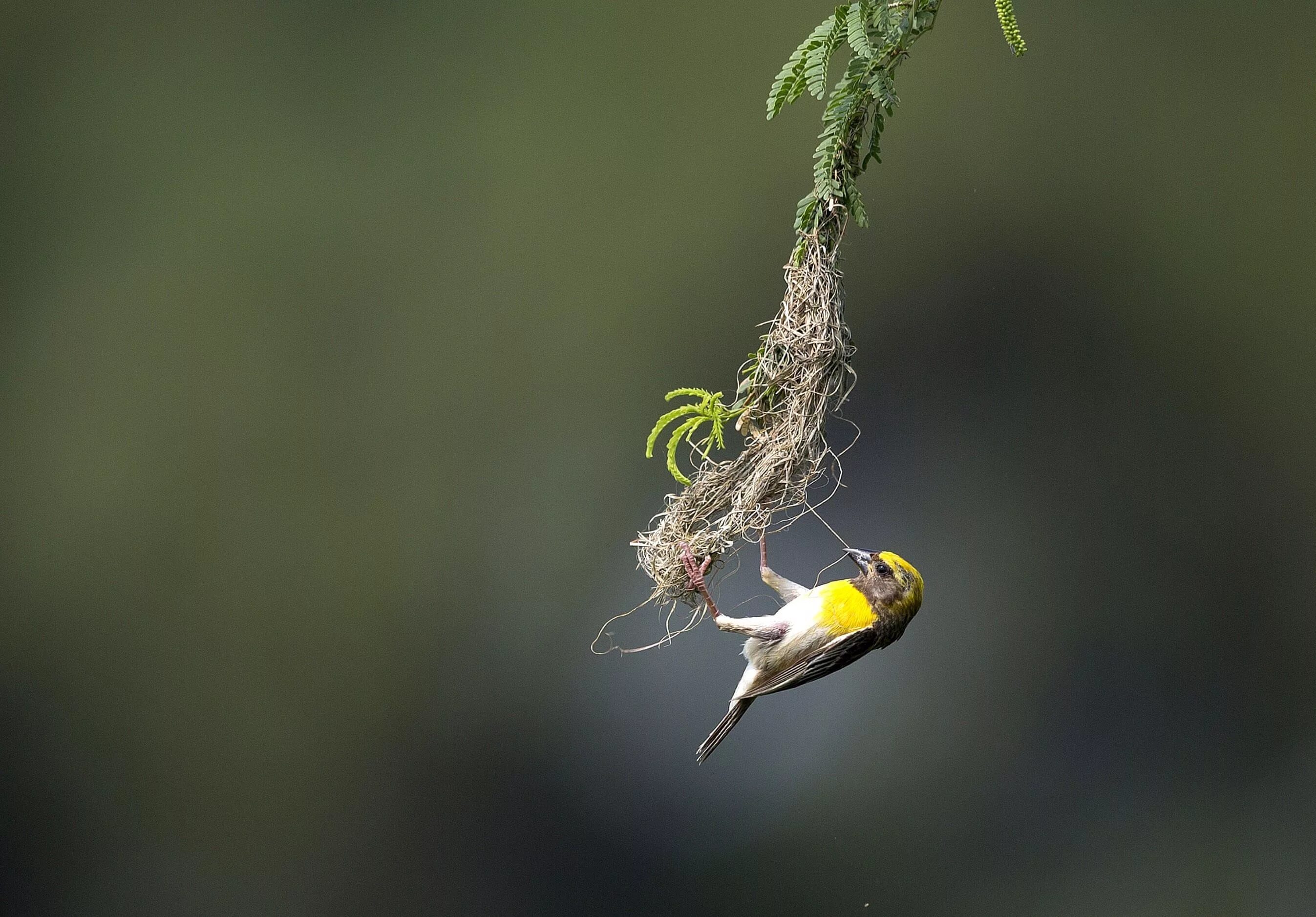 Ткачик птица гнездо. Birds build. Африканские ткачики гнезда. Гнездо байя уивер. Гнездо нест.