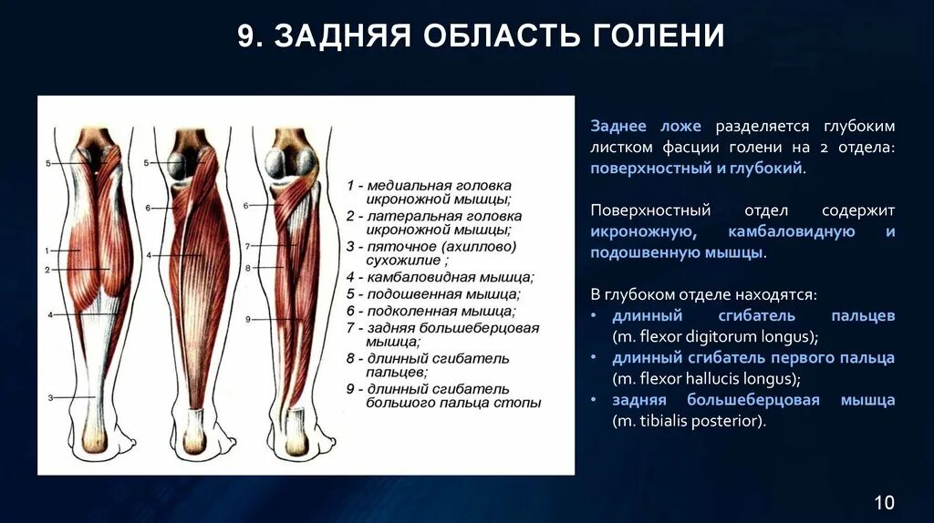 Послойная топография задней области голени. Задняя область голени топографическая анатомия. Задние мышцы голени. Послойное строение голени топографическая анатомия.