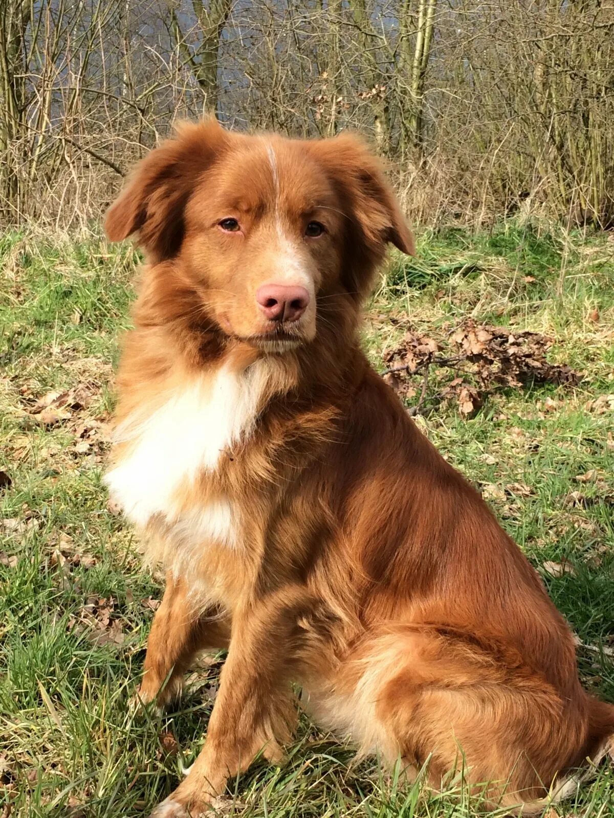 Толлер это. Новошотландский ретривер. Собака новошотландский ретривер толлер. Новошотландский ретривер. Новошотландский ретривер толлер.
