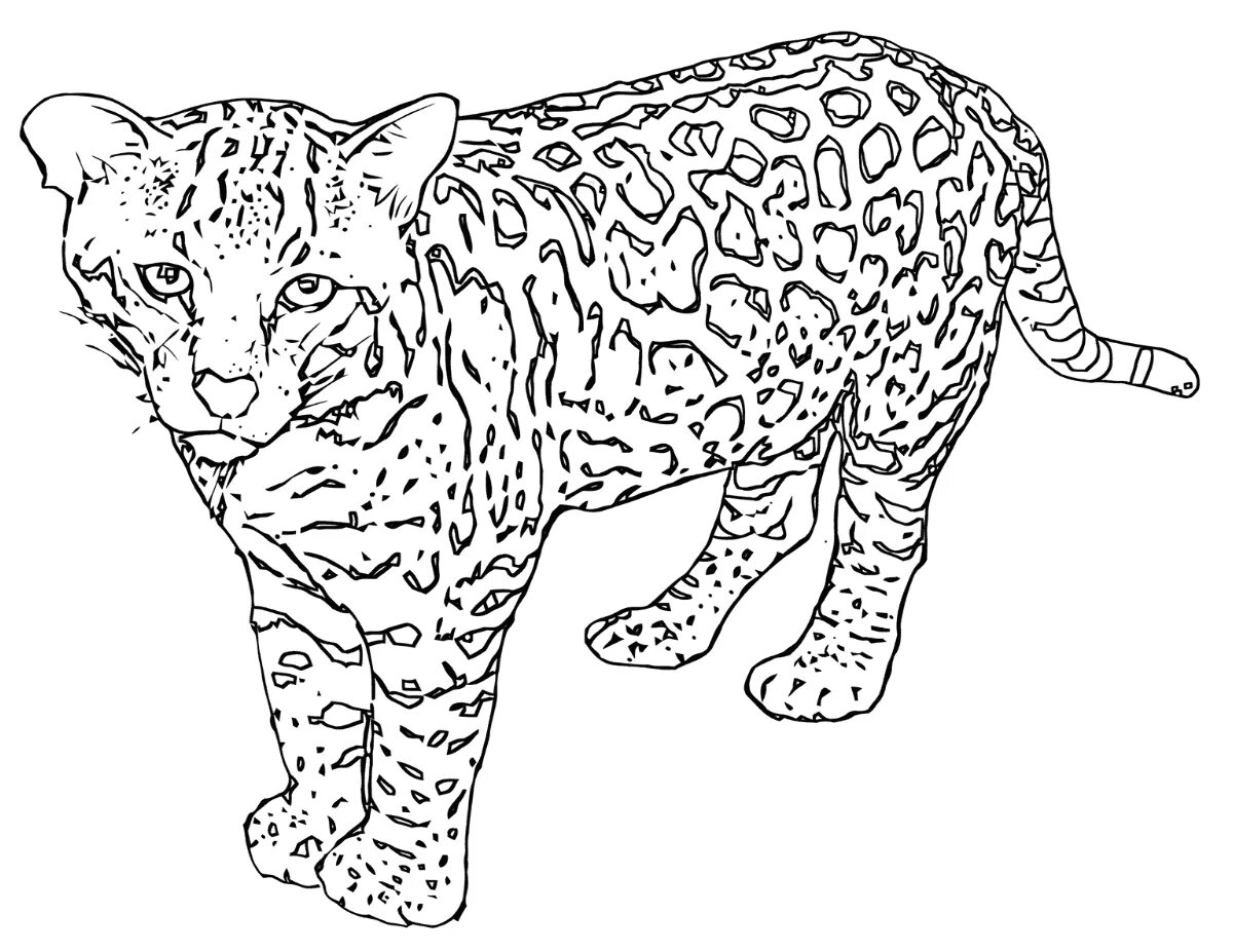 Раскраски леопардов. Тигр. Амурский тигр разукрашка. Снежный барс ирбис раскраска. Тигр рисунок.