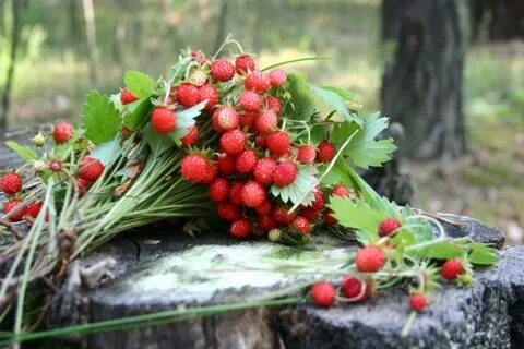 День лесных ягод