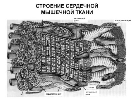 Строение мышцы сердца