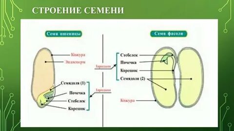 Заполни схему семя