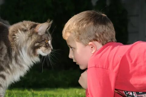 Кот нрав