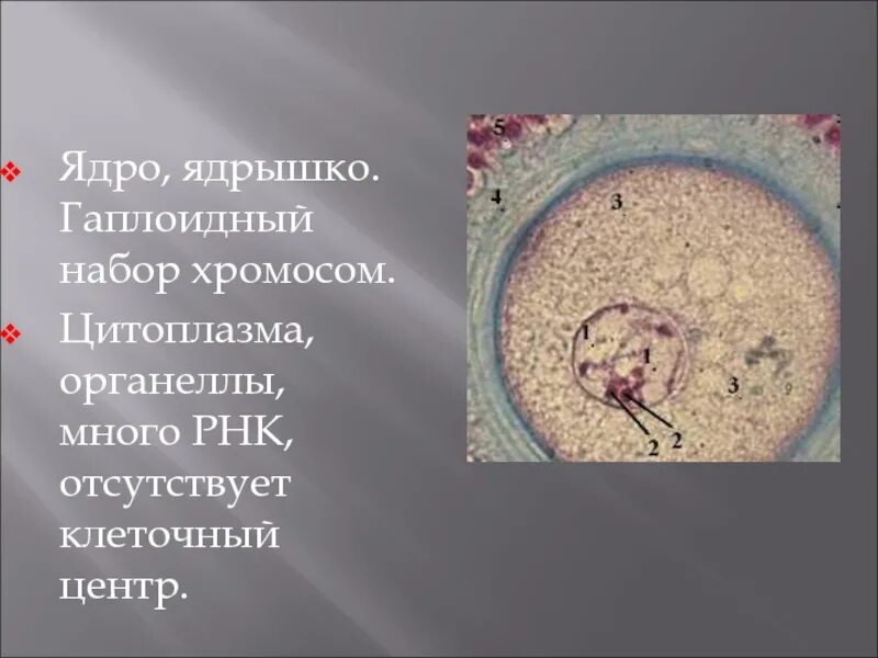 Ядро отсутствует в клетках растений. Ядро отсутствует в клетках ответ. Установить соответствие между характеристиками и клетками крови. Гаплоидные ядра. Ядро отсутствует в клетках растений.