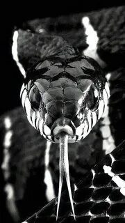 Black cobra