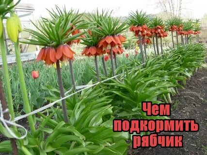 Рябчик когда сажать луковицы