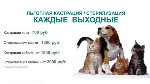 Кастрация кота спб