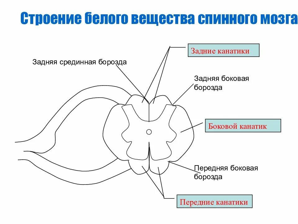 Анатомия спинного мозга боковой канатик. Строение бокового канатика спинного мозга. Строение спинного мозга белое вещество серое вещество. Передние канатики спинного мозга. Строение мозга серое и белое вещество