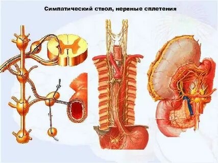 Симпатический узел