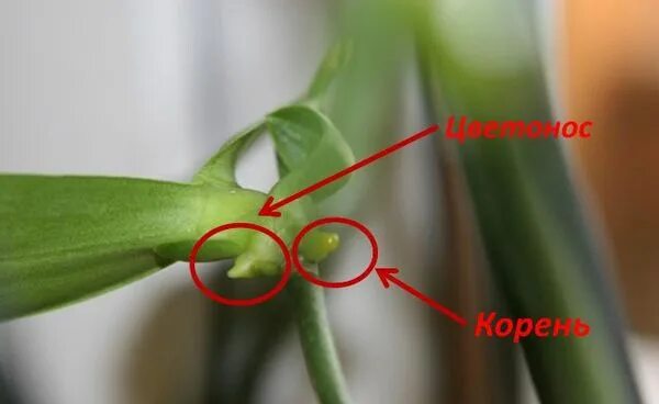Корень или цветонос у орхидеи. Цветонос у орхидеи. Орхидея доращивает цветонос. Побег орхидеи фаленопсис. Как отличить орхидею