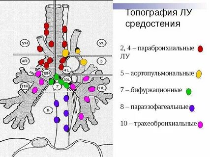 Медиастинальные лимфоузлы