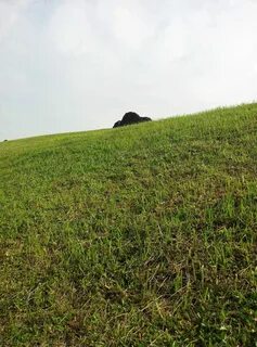 Заросла песни