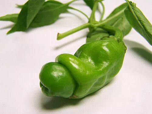 Перец девочка фото 200 Red Penis Peter Pepper Seeds Penis Chili Capsicum Organic Heirloom eBay