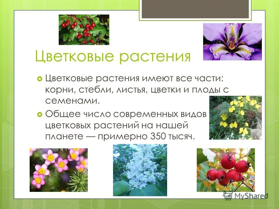 Семенные растения примеры фото Shkola-2.ru