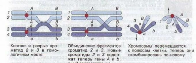 Гомологичными хромосомами происходит обмен генами. Схема кроссинговера хромосом. Кроссинговер при мейозе. Мейоз кроссинговер и конъюгация. Мейоз с кроссинговером схема.