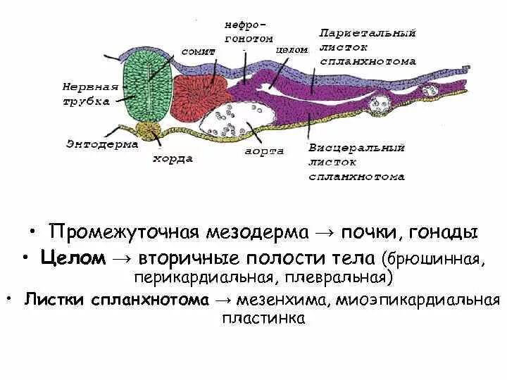 Висцеральный спланхнотом. Висцеральныйлисток спланхотома. Всцеральный лист спланхотома. Висцеральный листок спланхнотома.