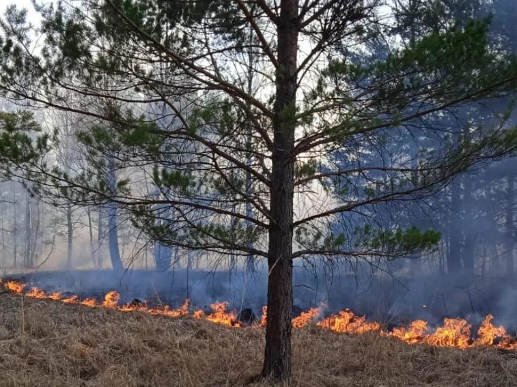 Сгорает маленький. Национальный парк Зигальга лес. Пожар в лесу. Маленький пожар в лесу. Весенние пожары.