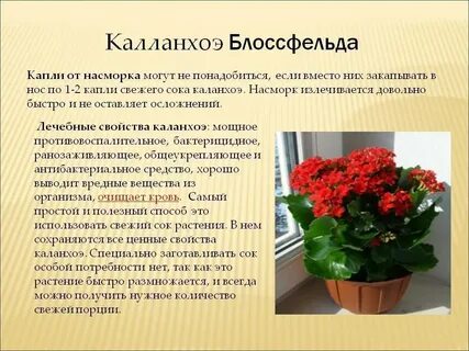 Можно ли детям капать каланхоэ в нос