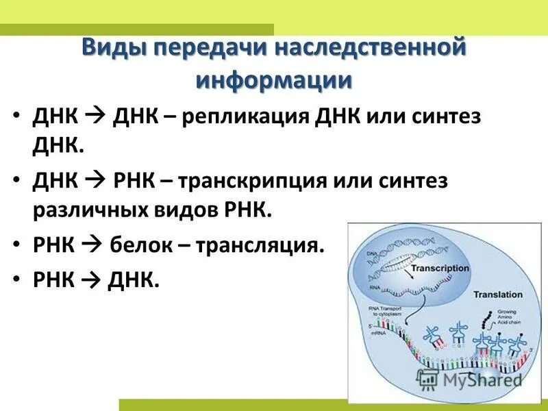Генетическая информация кодируется. Понятие о наследственной информации. Генетический код транскрипция синтез белков в клетке. Основные принципы записи генетической информации. Расшифровка генетического кода в процессе синтеза белка в клетке.