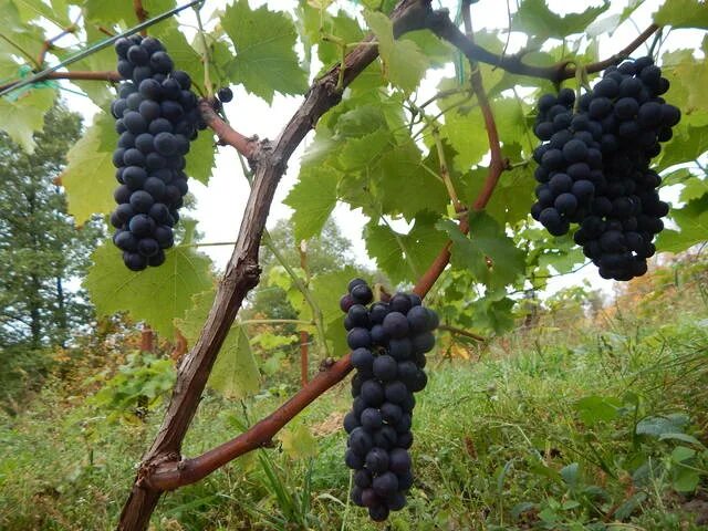 Сорт винограда Кубань: описание, особенности выращивания, отзывы, фото