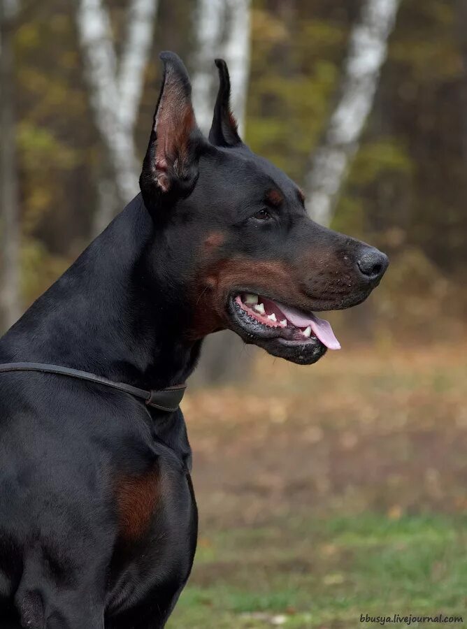 Типы доберманов. Доберман американский и европейский. Доберман стандарт породы ркф. Американский и европейский доберман разница. Евро доберман.