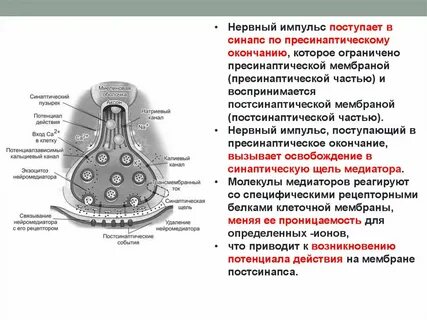 Последовательность нервных импульсов