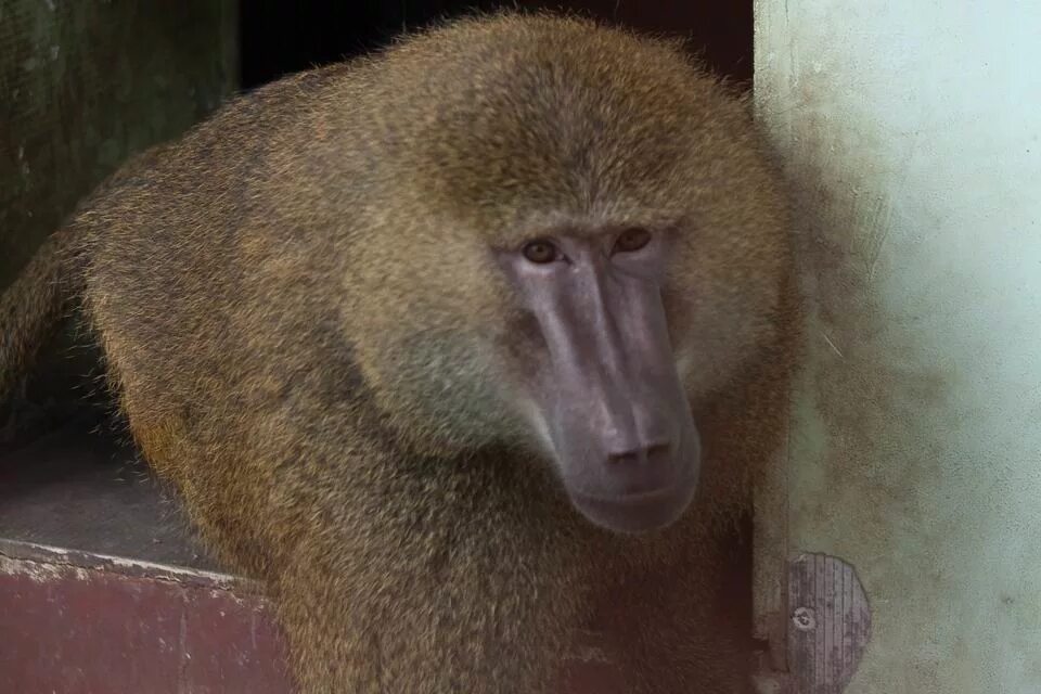 Обезьяна медвежий павиан. Павиан. Павиан анубис. Павиан анубис. Павиан анубис.