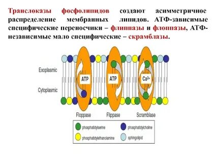 Транспорт атф
