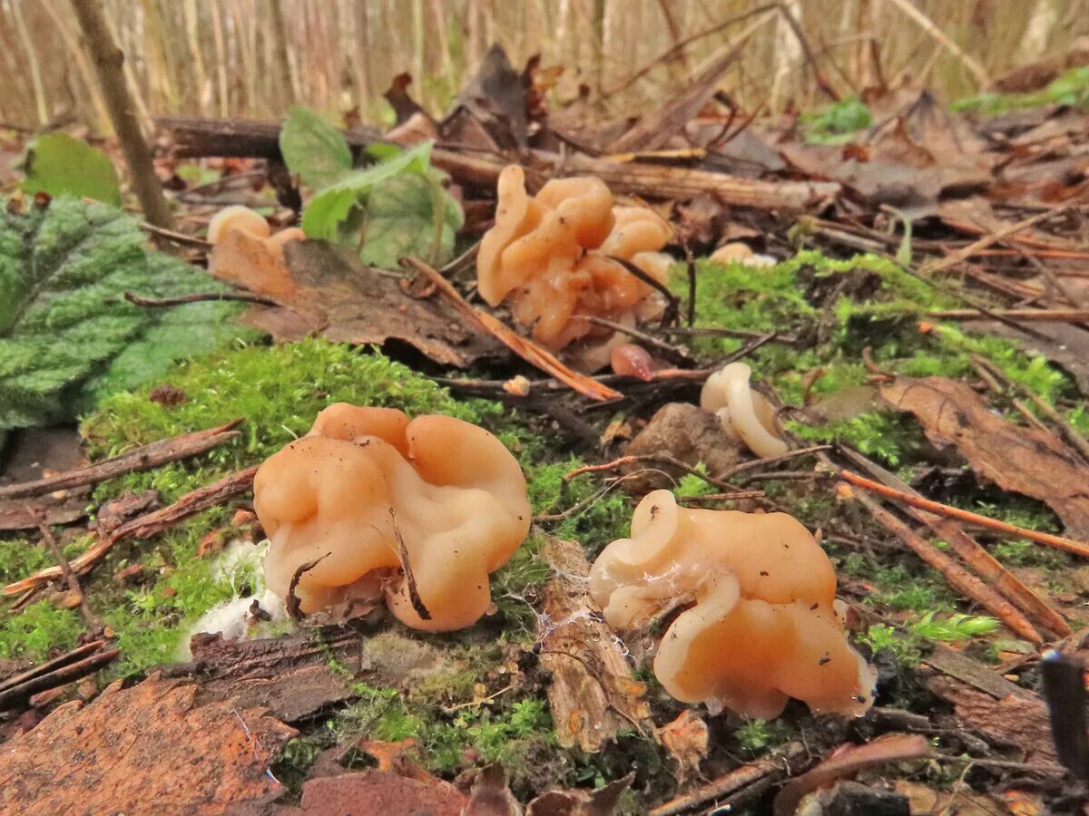 Какие грибы в начале. Весенние грибы в Подмосковье съедобные. Апрельские грибы Подмосковья. Ранние грибы Подмосковья съедобные. Весенние грибы Подмосковья.