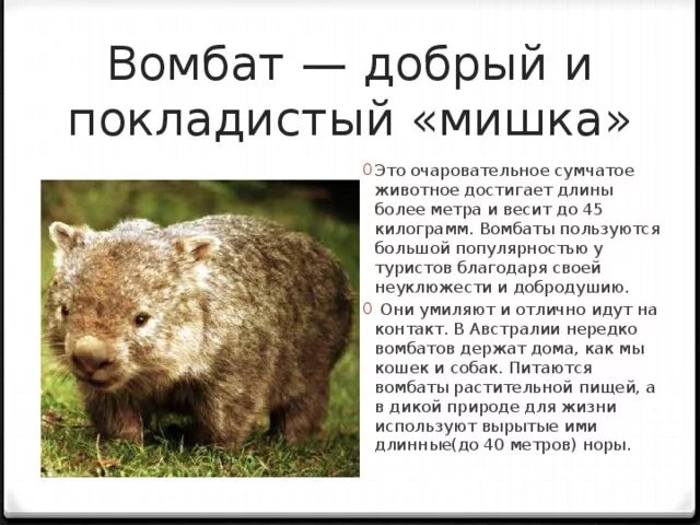 Wombat перевод