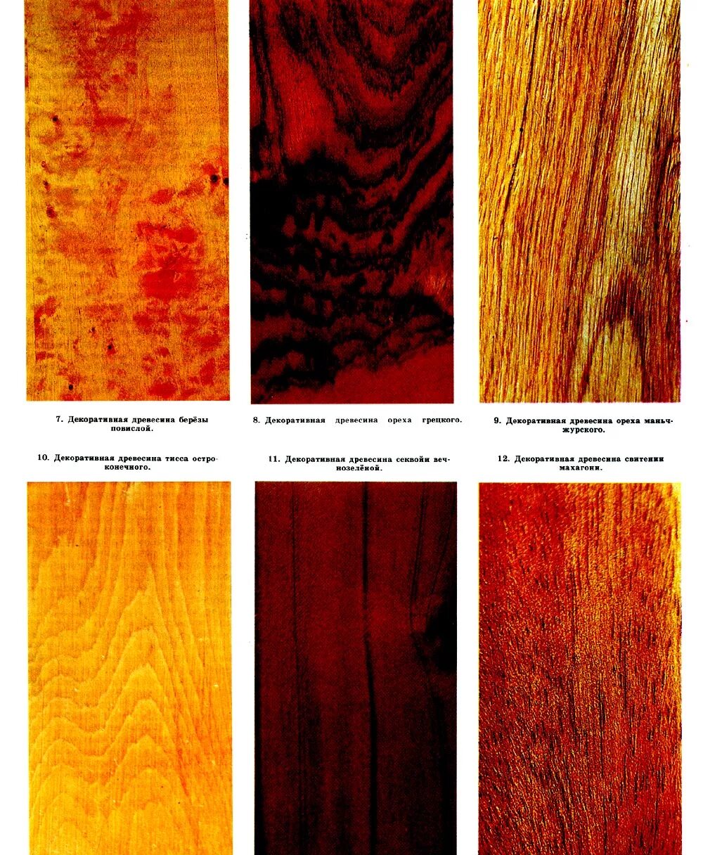 Породы деревьев названия. Породы древесины. Древесина разных пород. Фактура разных пород дерева. Древесина ценных пород дерева.