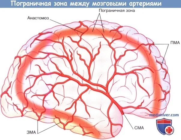 Ветви средней мозговой артерии кт. Сильвиева щель мрт. Зона кровоснабжения средней мозговой артерии. Сма пма. Аневризма передней мозговой артерии.