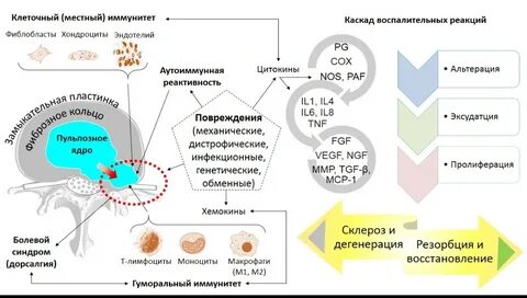 Резорбция грыжи что это