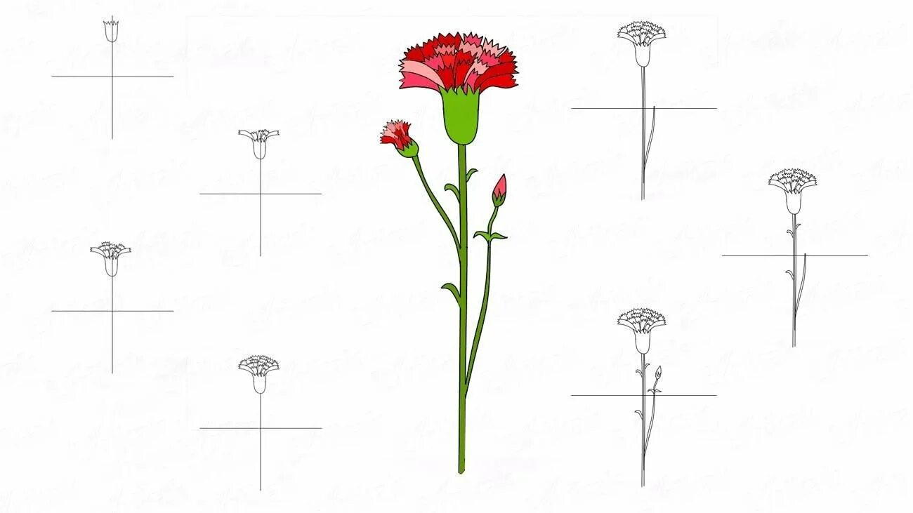 Как нарисовать гвоздику поэтапно. Как нарисовать гвоздику поэтапно. Нарисовать гвоздику. Как нарисовать гвоздику поэтапно. Рисуем гвоздику поэтапно.