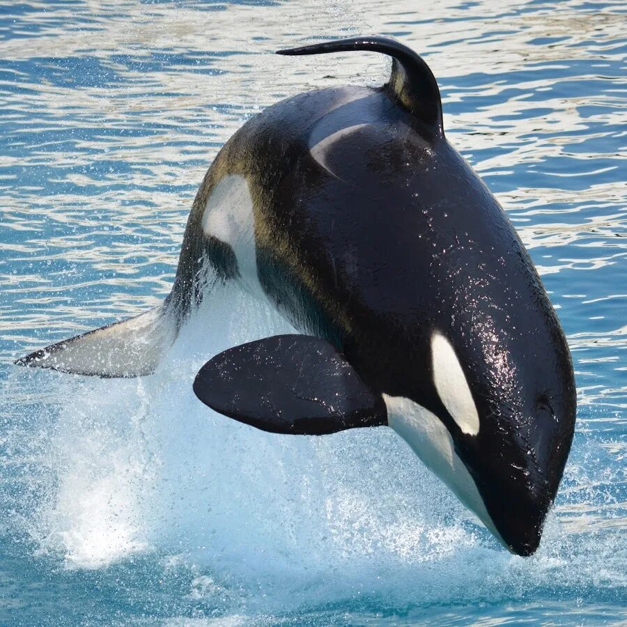 Касатка и Дельфин. Касатка это кит или Дельфин. Карликовая косатка Feresa attenuata. Касатка меланист. Чем отличается касатка от касатки