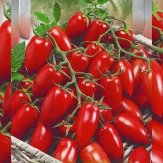 Характеристика сорта томата детская сладость