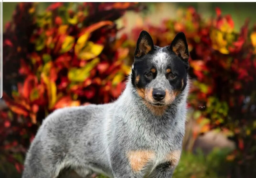 Cute Blue Heeler Puppies for Farm Life