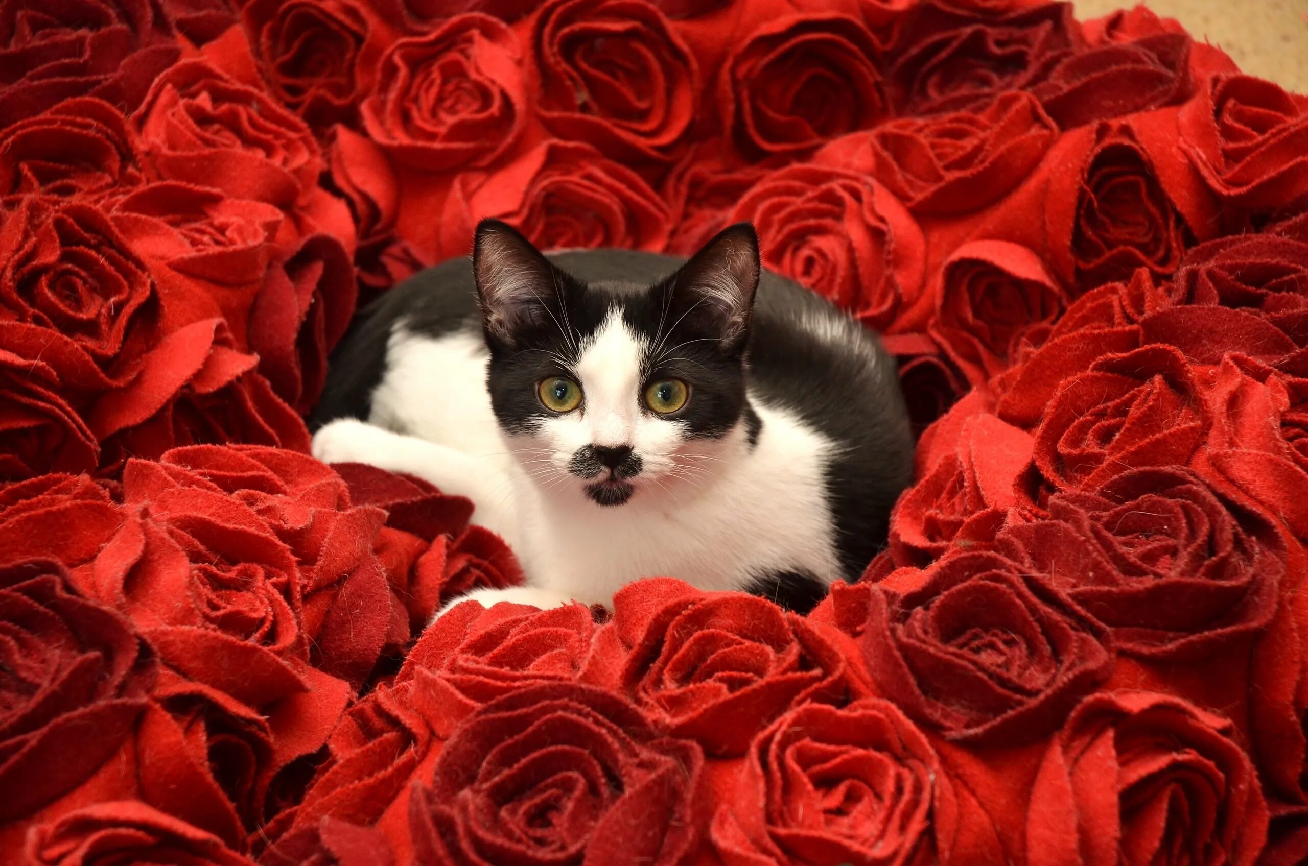 Розы и котенок. Кошки с розами. Котик с цветами. Котенок в цветах.