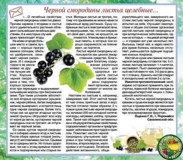 Смородина лечебные
