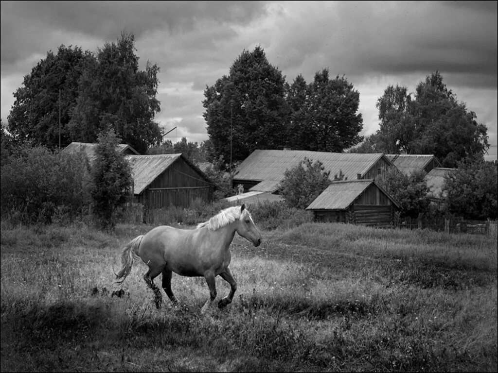 Село лошадка. Черно белая деревня. Деревня чб. Деревенский пейзаж с лошадьми. Старинная деревня.