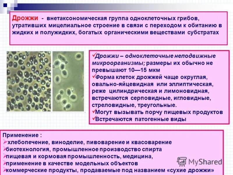 Среди грибов встречаются как одноклеточные